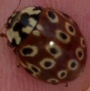 Meet your Posher, Robyn